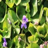 Maartsviooltje (Viola odorata 'Königin Charlotte')