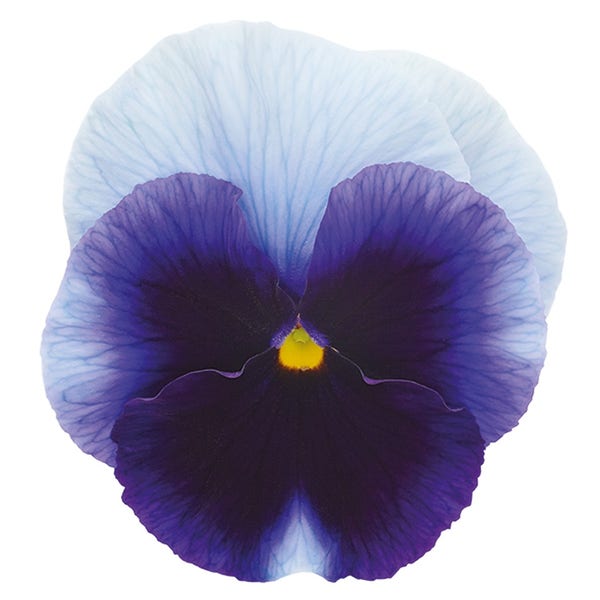 Viooltje (Viola f1 'Beaconfield')