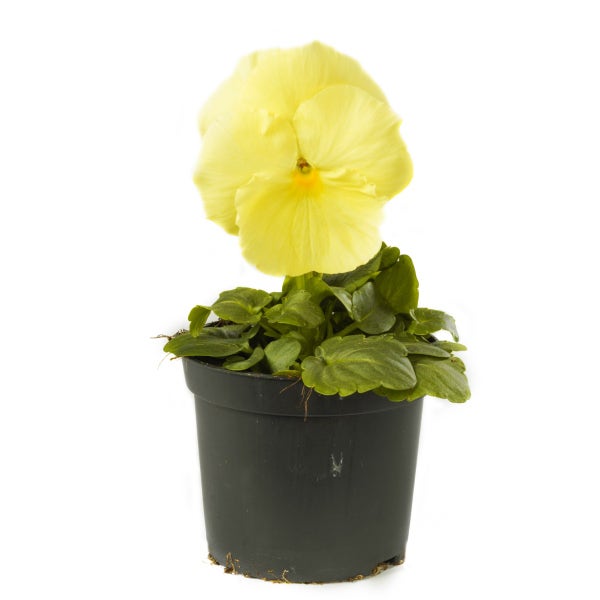 Viooltje (Viola f1 'Lemon')