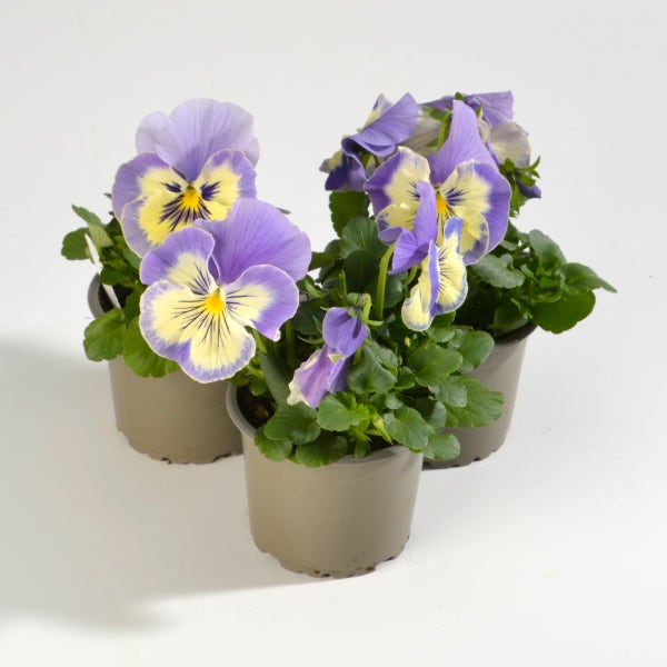 Viooltje (Viola f1 'Vanilla Sky')