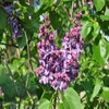 Sering (Syringa vulgaris 'Violetta')