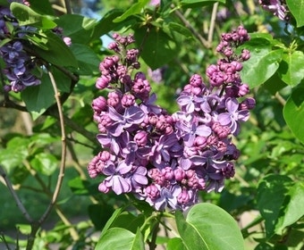 Sering (Syringa vulgaris 'Violetta')