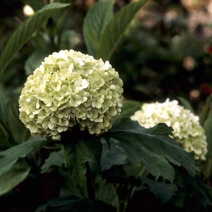 Sneeuwbal (Viburnum opulus 'Roseum')