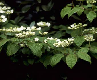 Sneeuwbal (Viburnum plicatum 'Mariesii')