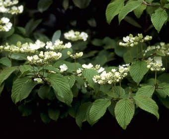 Sneeuwbal (Viburnum plicatum 'Mariesii')