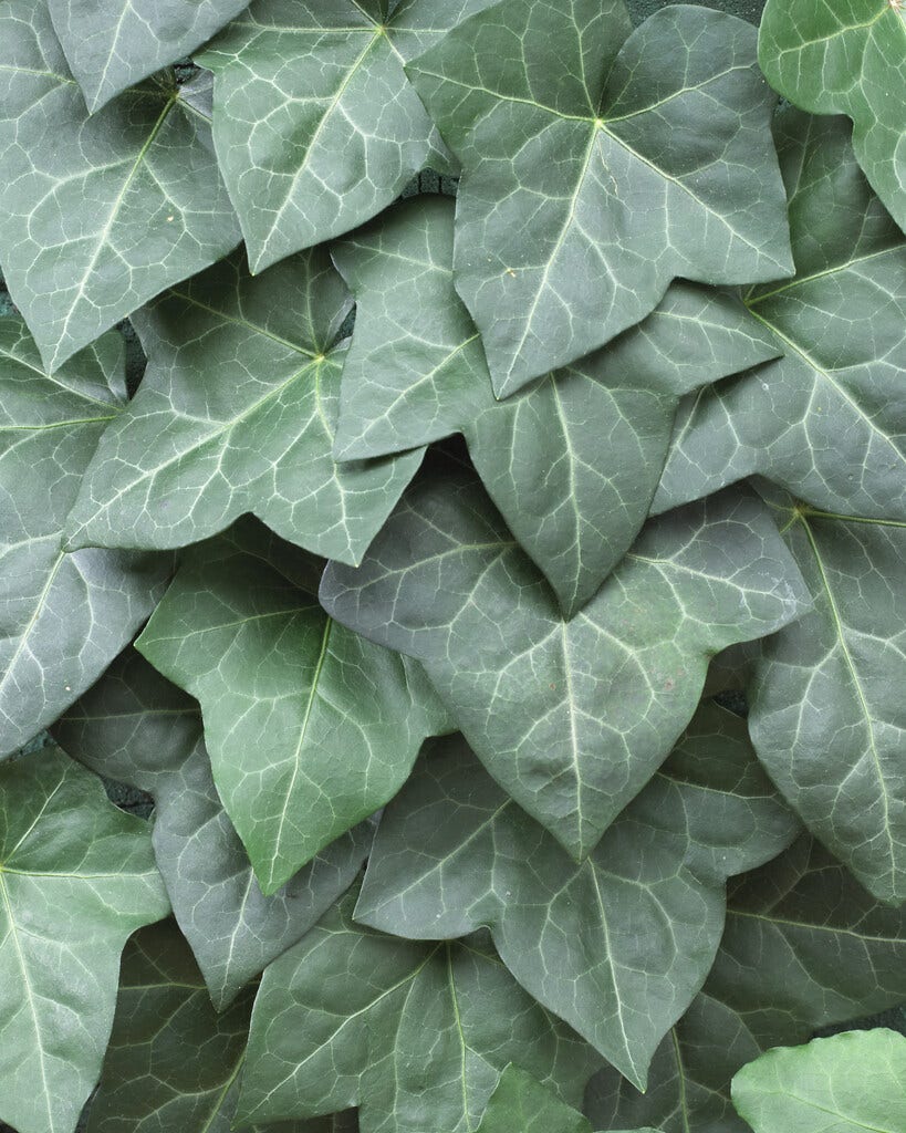 Hedera hibernica