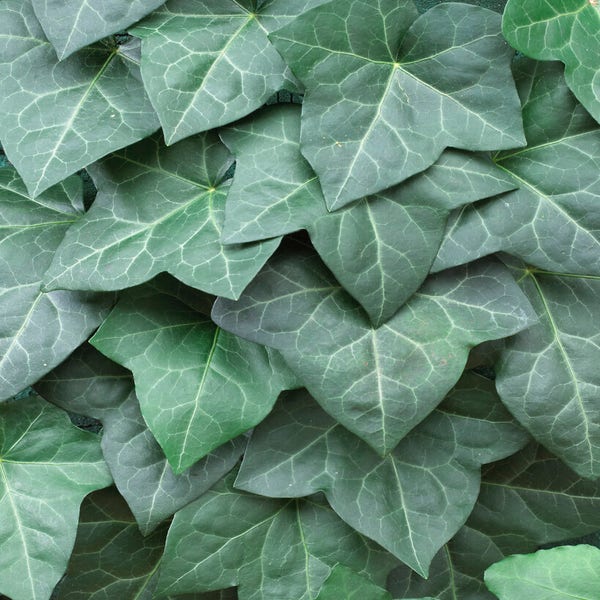 Grootbladige Klimop (Hedera hibernica): Nu extra voordelig!