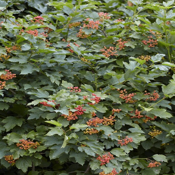 Vogelvriendelijke haag - Gelderse Roos (Viburnum opulus)