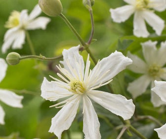 Bosrank (Clematis 'Paul Farges')