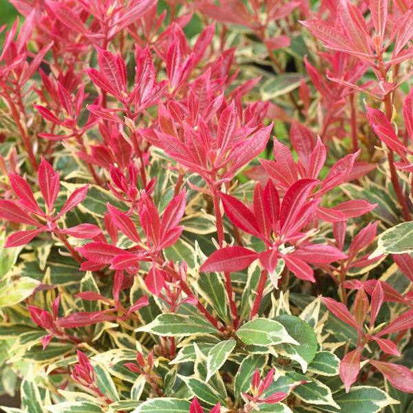 Rotsheide (Pieris japonica 'Carnaval')