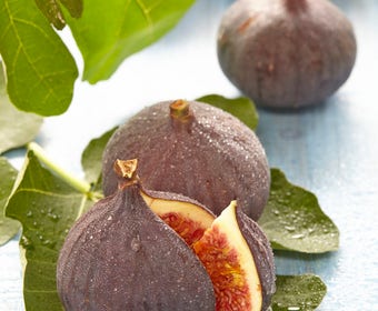 Vijg (Ficus carica 'Brown Turkey')