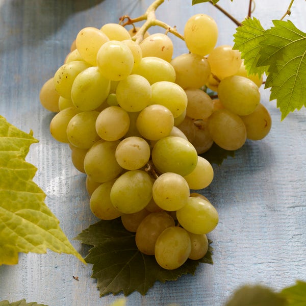 Witte druif (Vitis vinifera 'Italia') | Directplant