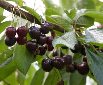 Lei-Kers (Prunus avium 'Lapins')