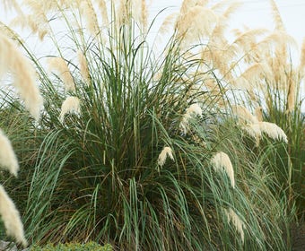 Pampasgras (Cortaderia selloana 'Senior')