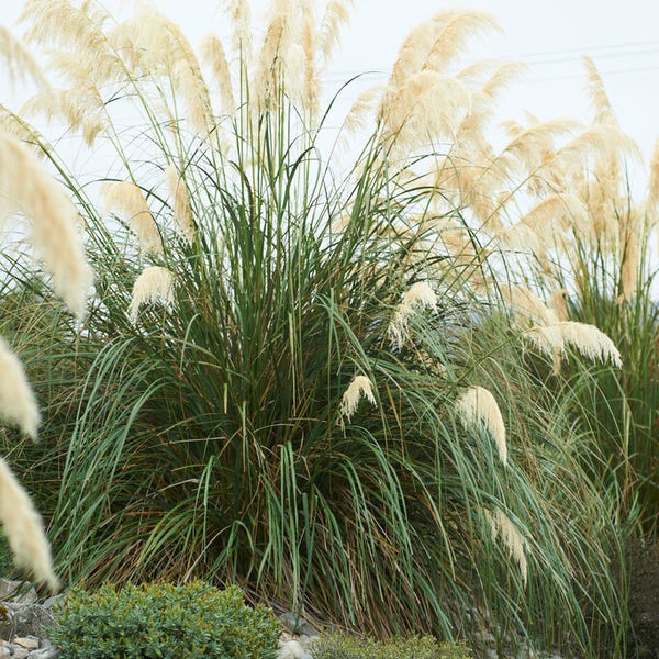 Pampasgras (Cortaderia selloana 'Senior')