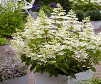 Pluimhortensia (Hydrangea paniculata 'Confetti')