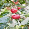 Appelboom (Malus domestica 'Katja')