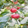 Appelboom (Malus domestica 'Katja')