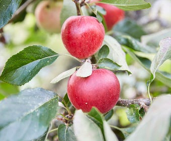 Lei-Appel Malus domestica 'Katja'