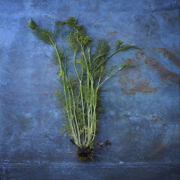 Dille (Anethum graveolens)