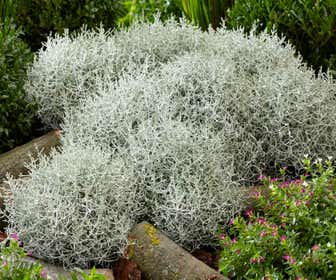 Zilverstruikje (Leucophyta brownii)