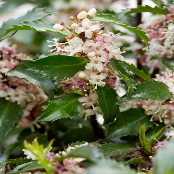 Amerikaanse hulst (Ilex meserveae 'Gentle')