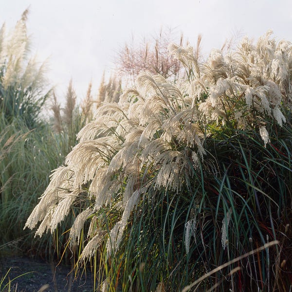 Prachtriet (Miscanthus sinensis 'Purpurascens')