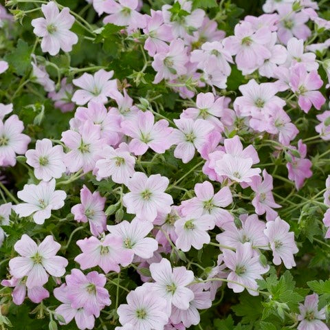 Ooievaarsbek (Geranium 'Dreamland')