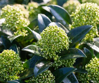 Skimmia (Skimmia japonica 'White Globe')