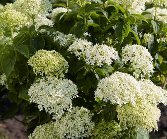 Hortensia (Hydrangea 'BellaRagazza Limetta')