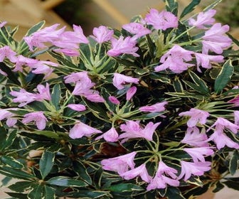 Bosrhododendron (Rhododendron ponticum 'Variegatum')