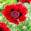 Klaproos (Papaver orientale 'Brilliant')