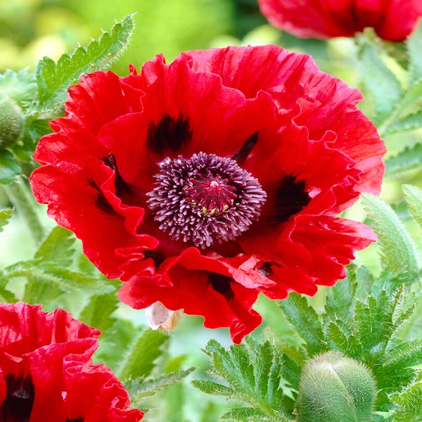 Papaver orientale Brilliant