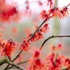 Toverhazelaar (Hamamelis intermedia 'Diane')
