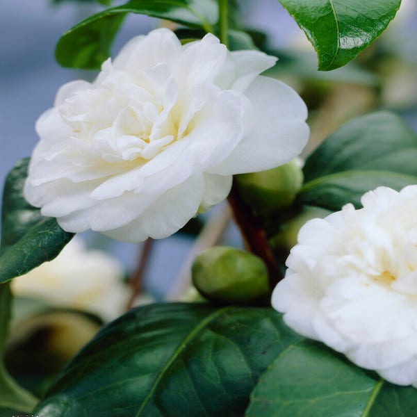 Camelia (Camellia japonica 'Alba Plena') Directplant
