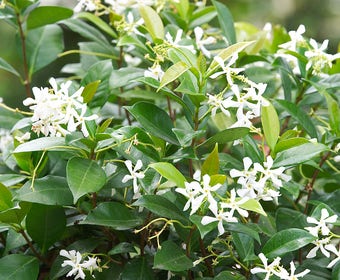 Toscaanse Jasmijn (Trachelospermum jasminoides)