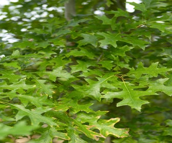 Moeraseik, bosplantsoen (Quercus palustris) 