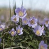 Anemoon (Anemone nemorosa 'Robinsoniana')