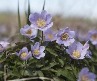 Anemoon (Anemone nemorosa 'Robinsoniana')