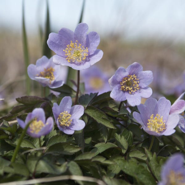 Anemoon (Anemone nemorosa 'Robinsoniana')