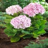 Hortensia (Hydrangea 'Peppermint')