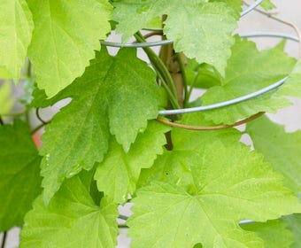 Dwerghop (Humulus lupulus 'Golden Tassels')