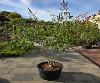 Meerstammige Monikkenpeper (Vitex agnus-castus)