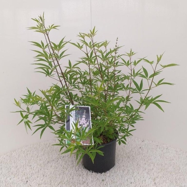 Vitex agnus castus 'Albus'
