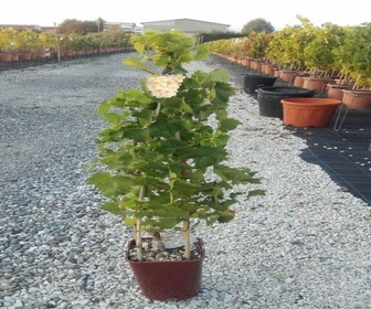 Witte druif (Vitis vinifera 'Suzi')