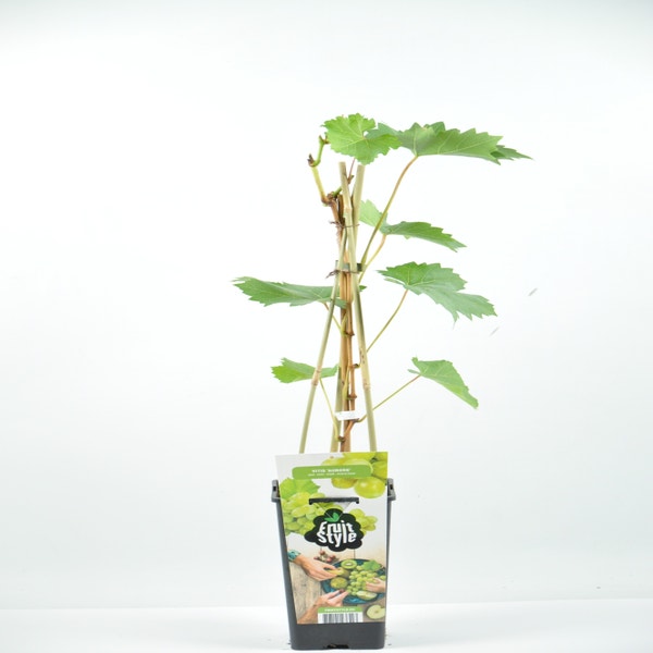  Vitis ‘Aurore’ 40/50cm