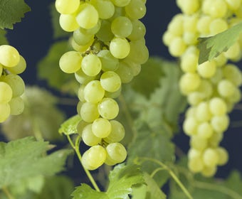 Druif (Vitis 'Himrod')