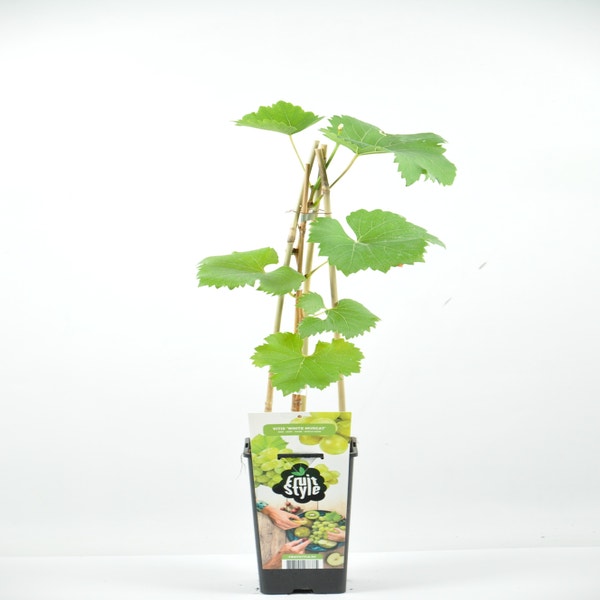 witte druif (Vitis ‘White Muscat) 40/50cm