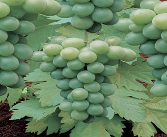 Witte druif (Vitis 'Riesling')