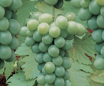 Witte druif (Vitis 'Riesling')